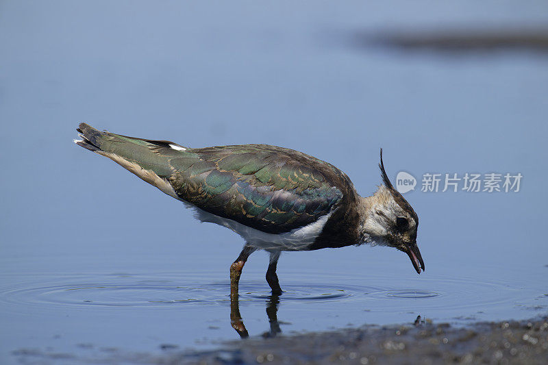 野田鸡(Vanellus Vanellus)